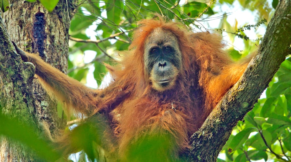 Orang Utan Tapanuli