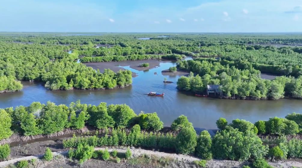 Hutan mangrove dilihat dari atas