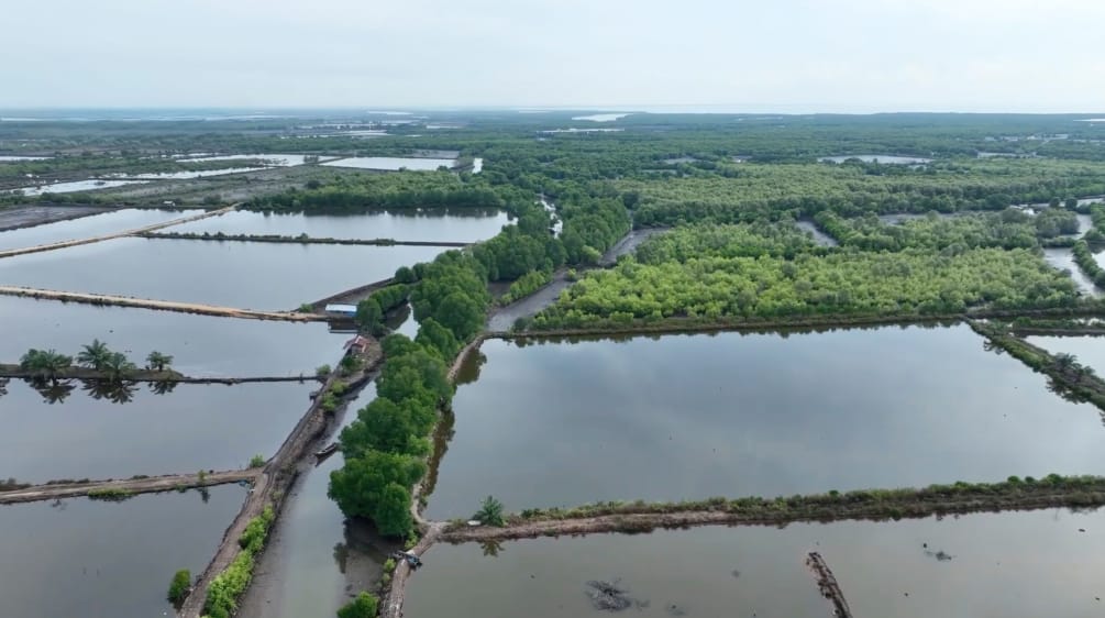 Tambak ikan di bekas hutan mangrove