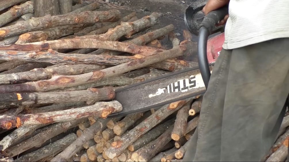 Gergaji mesin merek Stihl memotong akar pohon mangrove