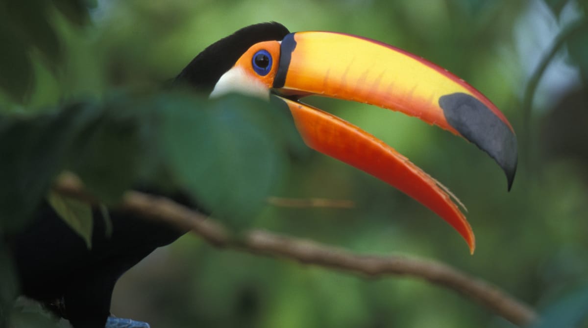 Seekor burung tukan besar bertengger di atas batang pohon di hutan hujan