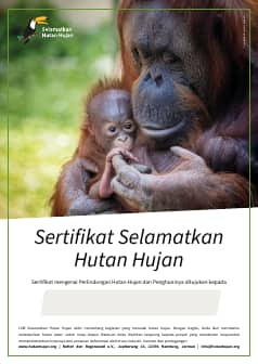 Anak dan ibu orang utan
