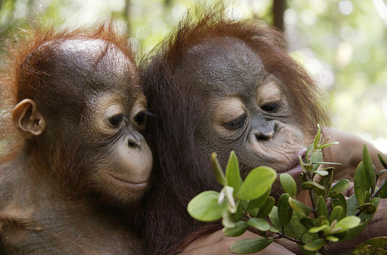 dua orang-utan bermain
