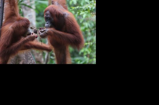 orang utan makan buah-buahan