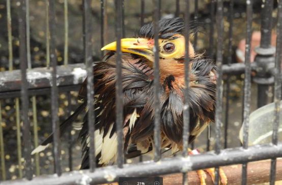 Burung dalam sangkar