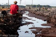 Perkebunan minyak sawit lambat laun menyebabkan malapetaka yang besar