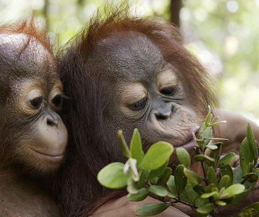 dua orang-utan bermain