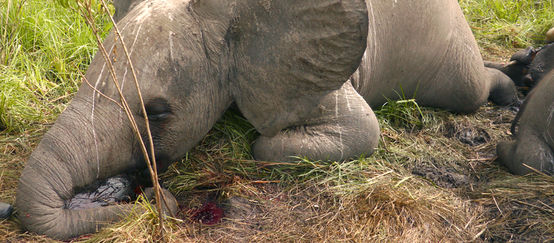 Anak gajah tergeletak mati diatas tanah