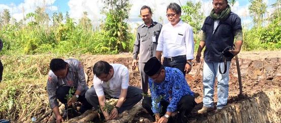 Pejabat-pejabat menanam bibit pada kanal yang telah disekat oleh warga dan relawan Kepala Badan Restorasi Gambut, Wagub dan Bupati menhargai usaha SOB