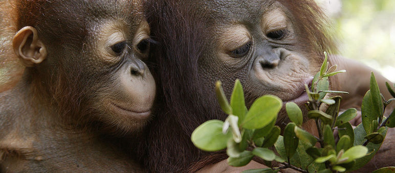 Orang utan hanya hidup di hutan hujan Kalimantan dan Sumatra
