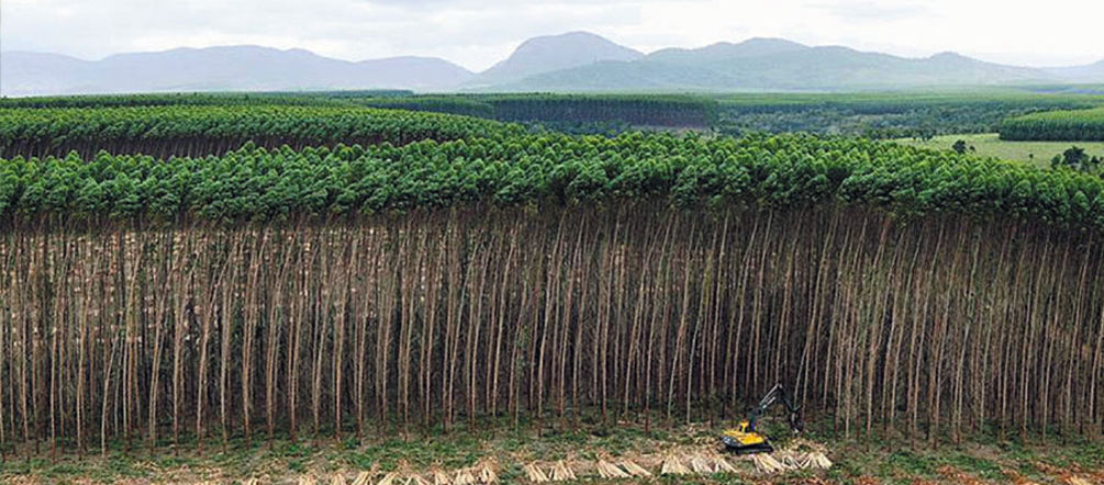 HTI yang secara ekologis tidak bernilai justru di mata PBB adalah hutan.