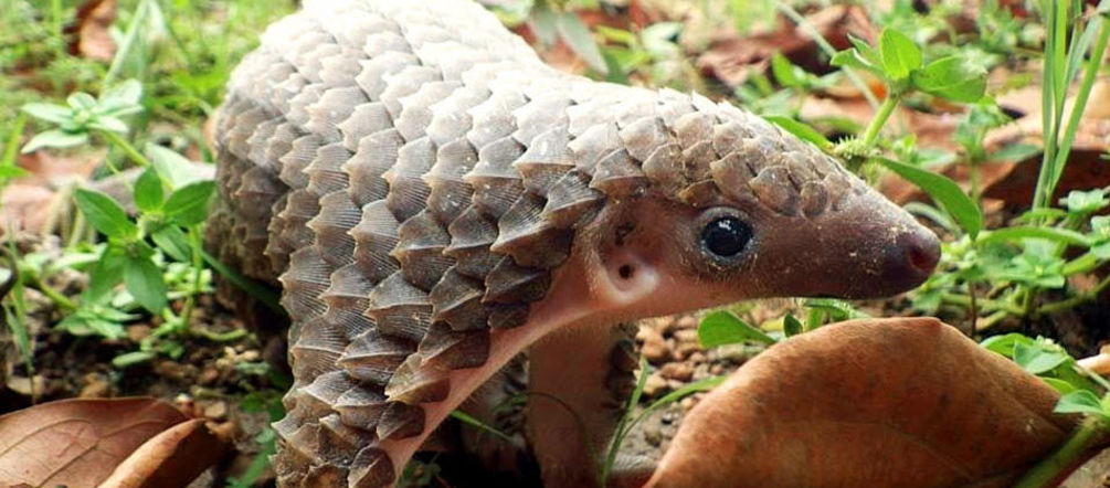 Pangolin - trenggiling anak trenggiling
