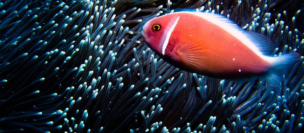 Ikan-ikan berwarna-warni menyemaraki perairan Bali. Tetapi sebuah investor ingin menimbun sebagian teluk Benoa (Foto: flickr/Ilse Reijs dan Jan-Noud Hutten (CC BY 2.0)