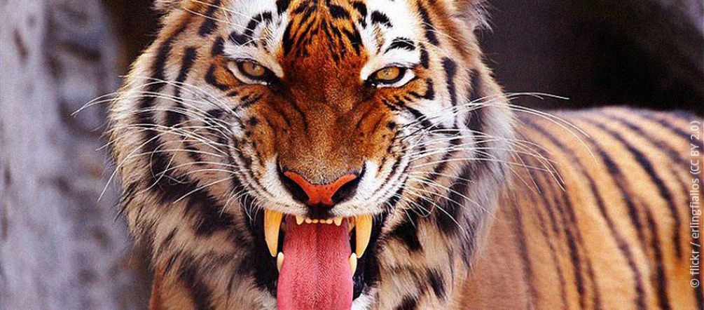 Harimau benggala yang gagah: Unesco juga memperingatkan akan rusaknya habitat mereka. Seekor harimau benggala memandang ke kamera dengan mulut terbuka.