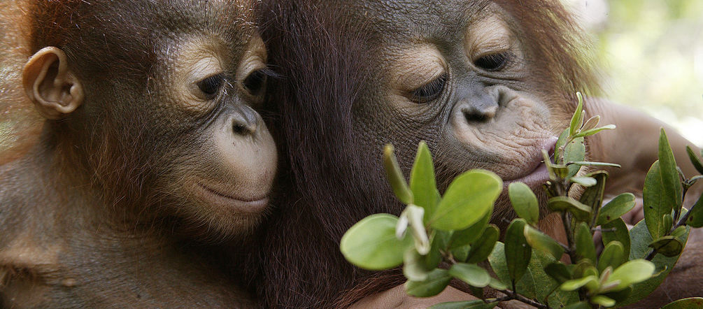 dua orang-utan bermain