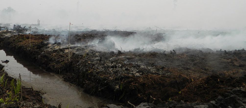 asap dari lahan gambut terbakar, Katingan, Kalteng Asap dan api di lahan gambut, HGU Pt PEAK, Katingan, Kalteng
