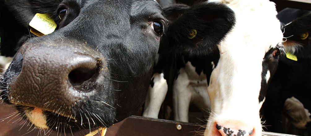Two cows
