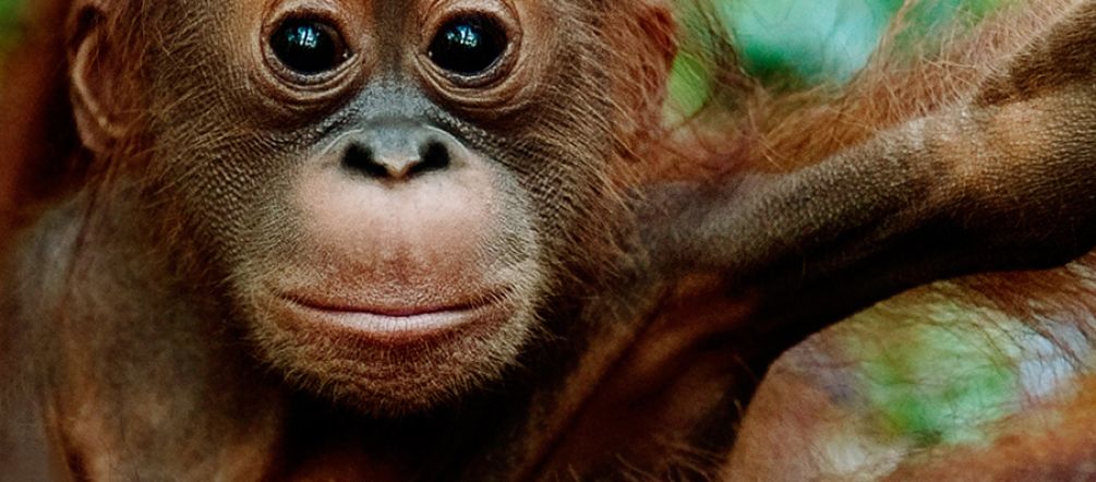 Perkebunan sawit menghancurkan habitat orang utan, menghantar pada pengrusakan hutan dan perampasan tanah (Foto montase SOB - IAR Indonesia) orang utan duduk diatas dahan