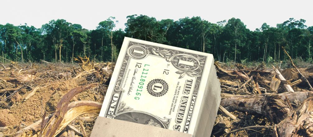 Lembar US Dollar di depan hutan hujan