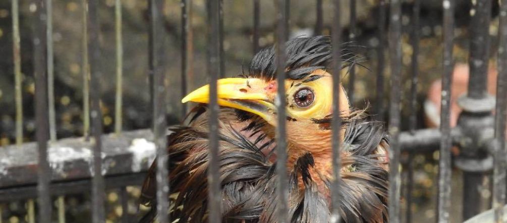 Pemburu burung turut andil atas punahnya berbagai jenis burung. Burung dalam sangkar