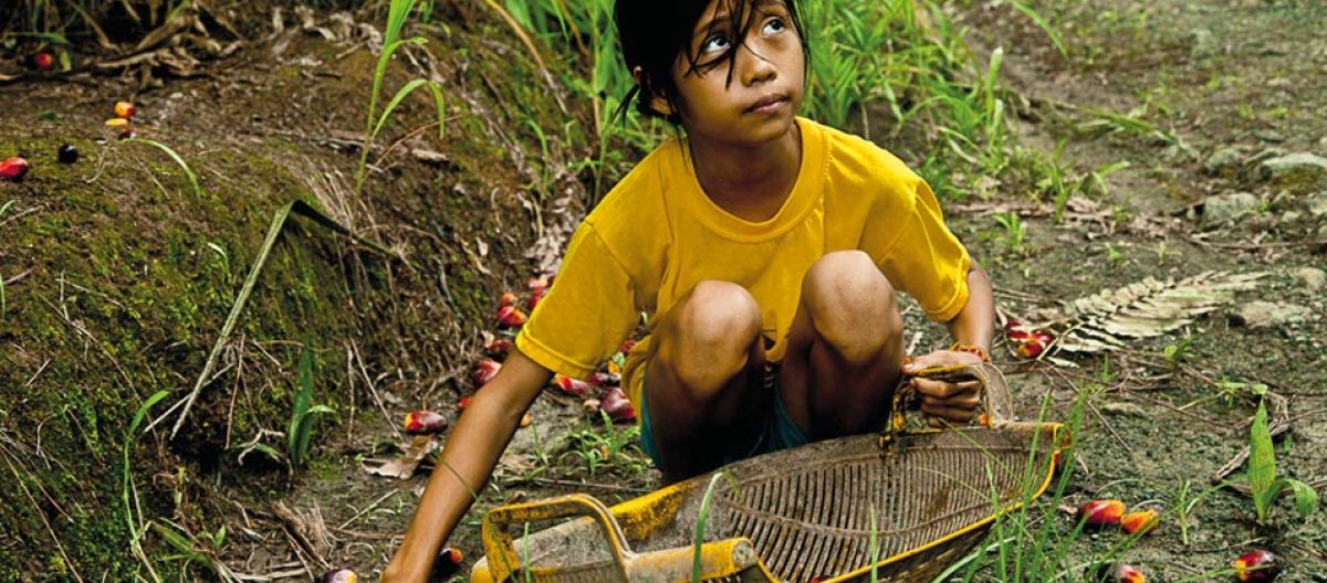 anak kecil membantu orang tuanya di kebun sawit