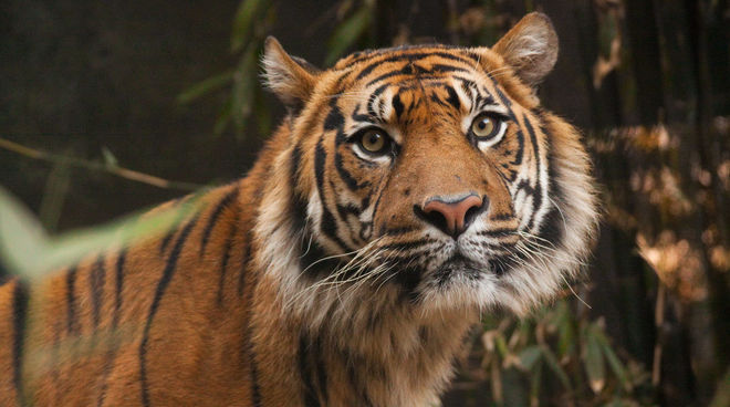 Selamatkan hutan harimau di Sumatera Selamatkan Hutan Hujan Selamatkan hutan harimau di Sumatera Selamatkan Hutan Hujan