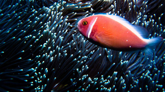 Ikan-ikan berwarna-warni menyemaraki perairan Bali. Tetapi sebuah investor ingin menimbun sebagian teluk Benoa (Foto: flickr/Ilse Reijs dan Jan-Noud Hutten (CC BY 2.0)