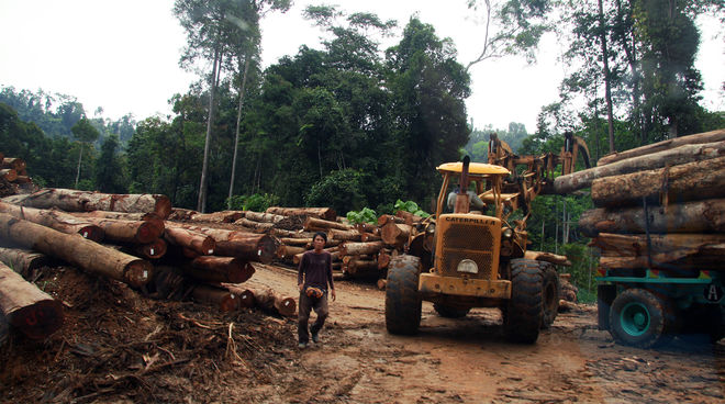 Penebang kayu merusak hutan Kelantan Penebangan kayu di Malaysia: Sebuah traktor pengeruk mengangkat gelondongan pohon yang dimuat ke atas truk