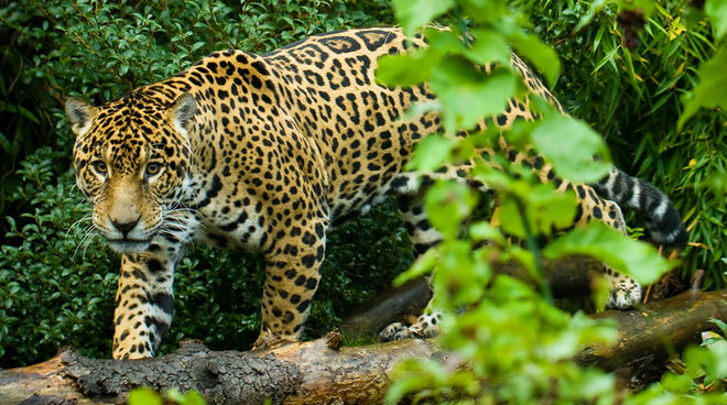 Jaguar adalah simbol hutan hujan dari Los Chimalapas (Foto: Mat Hayward) Jaguar di hutan hujan