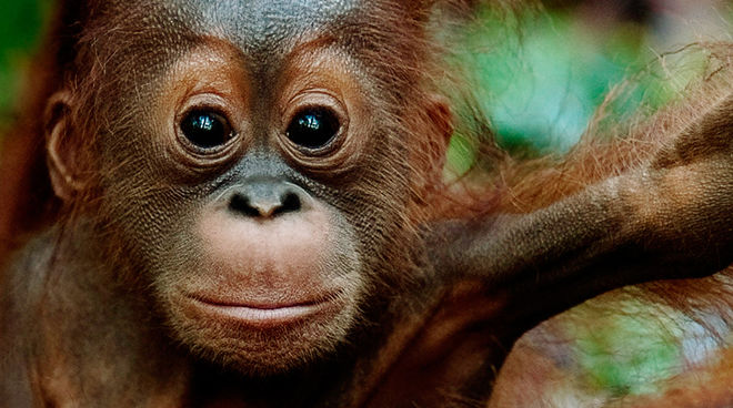 Perkebunan sawit menghancurkan habitat orang utan, menghantar pada pengrusakan hutan dan perampasan tanah (Foto montase SOB - IAR Indonesia) orang utan duduk diatas dahan