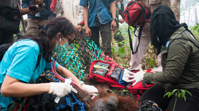 Dokter hewan Karmele Llano-Sanchez memeriksa ibu orang utan.