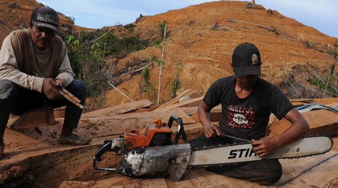 Penebangan di hutan hujan: di seluruh dunia pemotong kayu menggunakan mesin gergaji Stihl Pemotong kayu dengan mesin gergaji Stihl