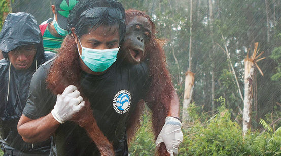 Orang utan yang terluka digotong oleh aktivis lingkungan.