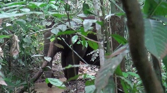 Seekor gajah di rimba