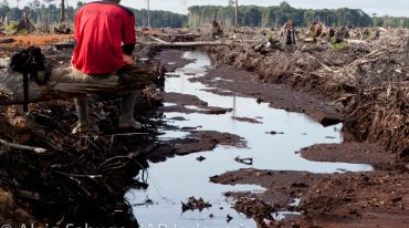 Perkebunan minyak sawit lambat laun menyebabkan malapetaka yang besar