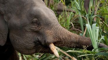 Gajah