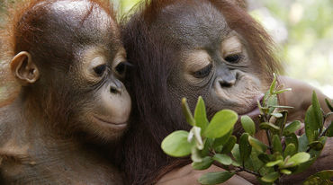 dua orang-utan bermain