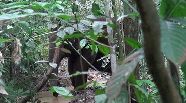 Seekor gajah di rimba