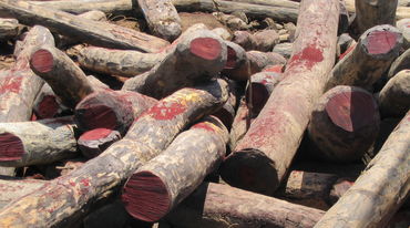 Gelondong kayu Rosewood yang ditebang ilegal di Madagaskar