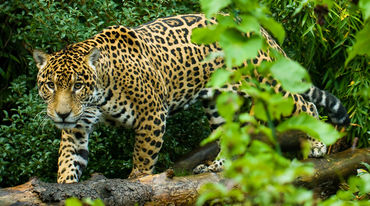 Jaguar di hutan hujan