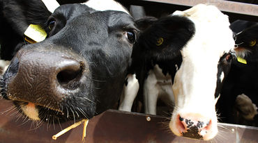 Two cows