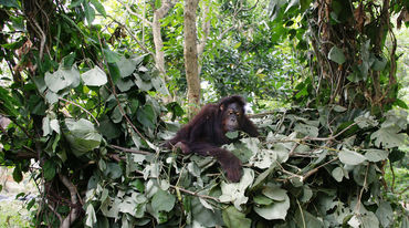 Orang utan di sarang tidurnya dari daun-daunan yang terletak di cabang-cabang pohon