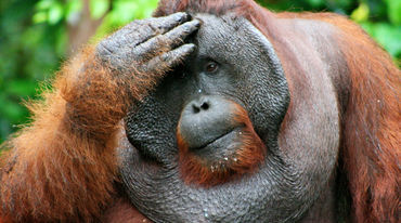 Orang utan jantan memegang kepalanya dan dengan pandangan kosong jauh ke depan