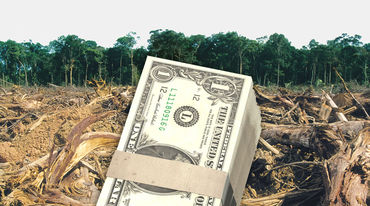 Lembar US Dollar di depan hutan hujan