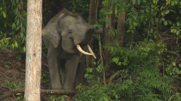 Gajah hutan Sumatra