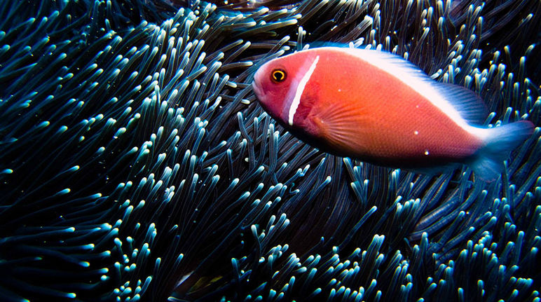 Ikan-ikan berwarna-warni menyemaraki perairan Bali. Tetapi sebuah investor ingin menimbun sebagian teluk Benoa (Foto: flickr/Ilse Reijs dan Jan-Noud Hutten (CC BY 2.0)