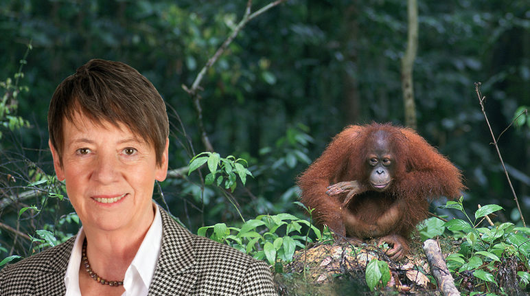 Politik biofuel menyebabkan kebakaran hutan di Indonesia berlanjut dan merugikan manusia dan orang utan yang terancam punah Ibu Mentri Lingkungan dapat menyelematkan orang utan