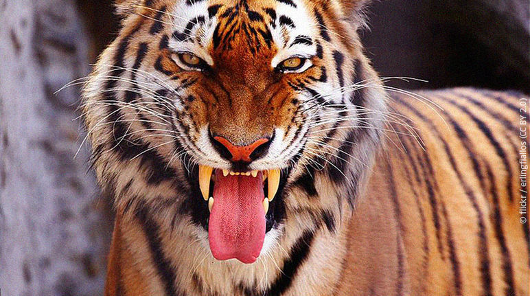 Seekor harimau benggala memandang ke kamera dengan mulut terbuka.