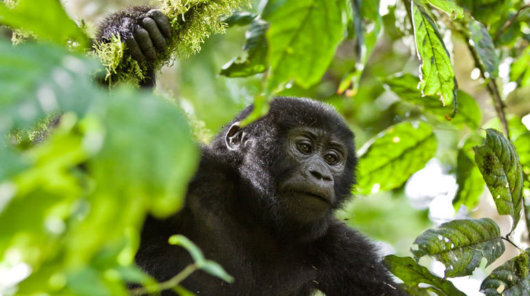 Seekor gorila gunung muda memanjat pohon di Taman Nasional Bwindi, Uganda