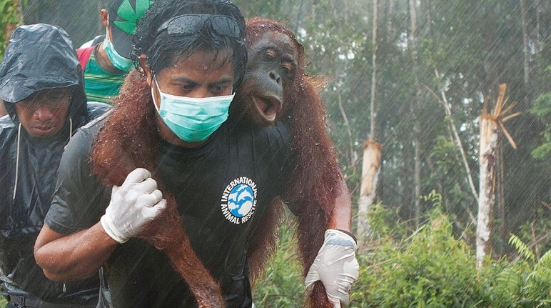 Orang utan yang terluka digotong oleh aktivis lingkungan.